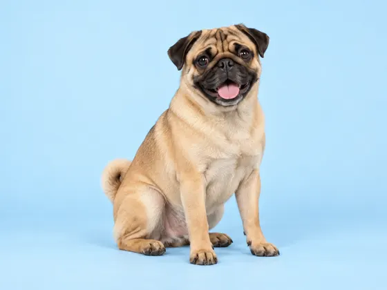 Pug
