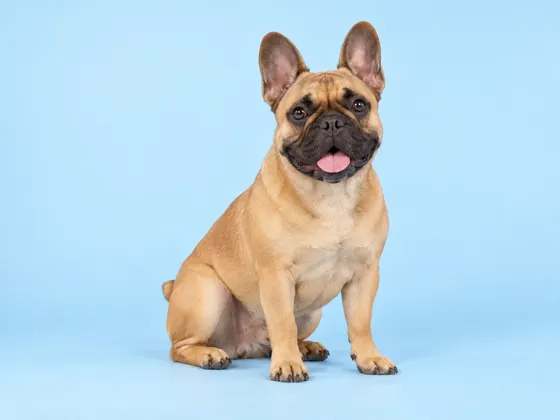 Bulldog Francés