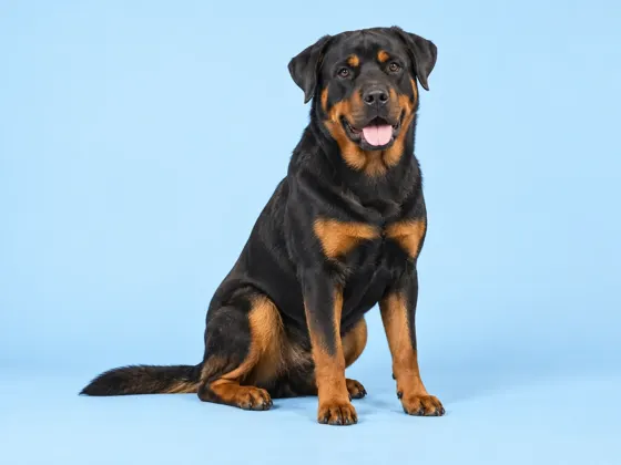 Rottweiler