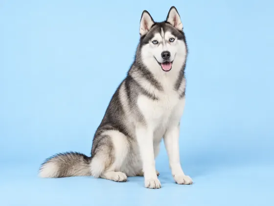 Husky Siberiano