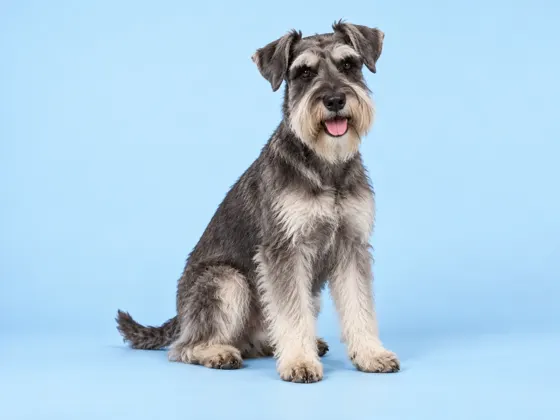 Schnauzer