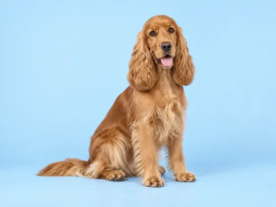 Cocker Spaniel
